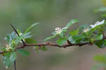 Dwarf hawthorn